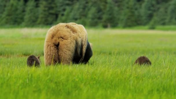 Жінка ведмідь з молодих дитинчат на Алясці — стокове відео