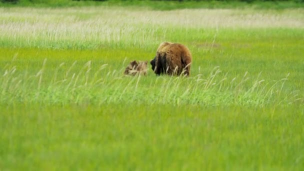 Vrouwelijke Beer met jonge welpen in Alaska — Stockvideo