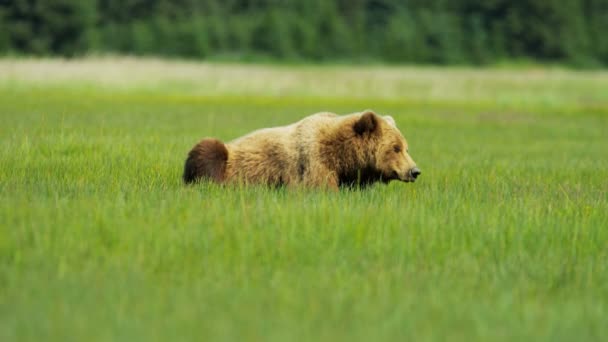 Brown Bear in Alaska — Stock Video