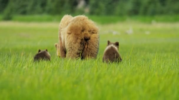 Samice medvěda s mladých mláďata na Aljašce — Stock video
