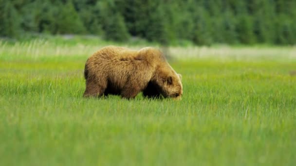 Brown Bear in Alaska — Stock Video