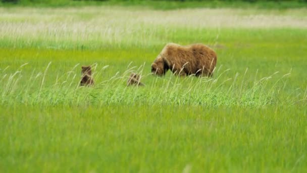 Kobiece niedźwiedź z młody szczeniaki na Alasce — Wideo stockowe