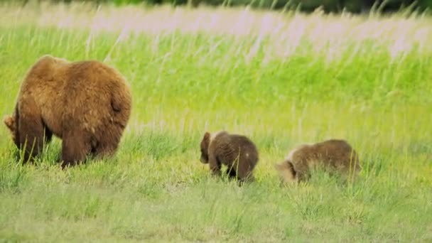 Kvinnliga bear med unga ungar i Alaska — Stockvideo