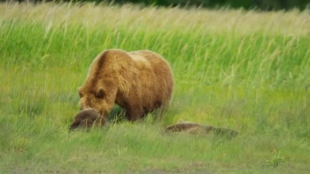 알래스카에서 젊은 새끼와 여자 곰 — 비디오