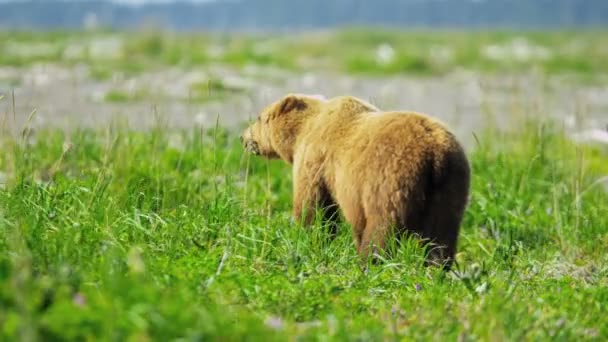 Orso bruno in Alaska — Video Stock