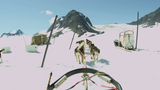 Husky cães sledge equipe — Vídeo de Stock