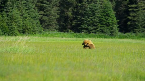 Vrouwelijke bruine beer voederen in gras — Stockvideo