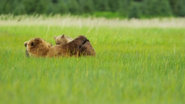 Female Brown Bear with cubs — Stock Video