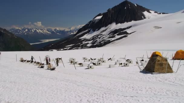 Perros trineo campamento base — Vídeos de Stock