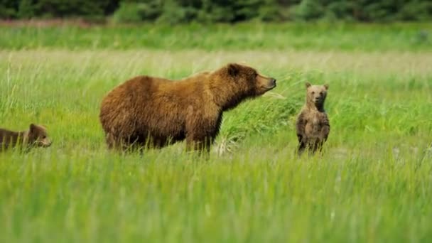 Vrouwelijke Beer met jonge welpen in Alaska — Stockvideo