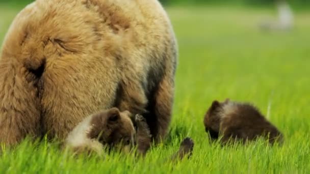 母熊与阿拉斯加幼崽 — 图库视频影像
