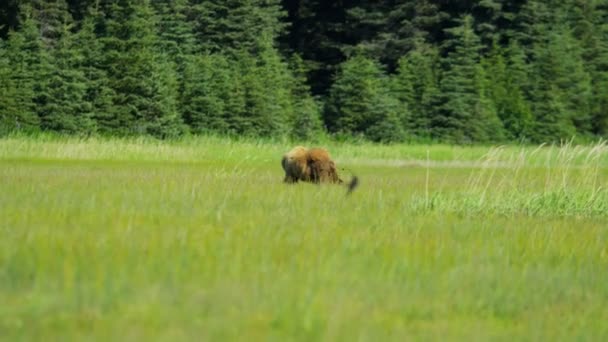 Кормление бурых медведей в траве — стоковое видео