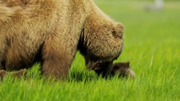 Ourson femelle avec de jeunes oursons en Alaska — Video