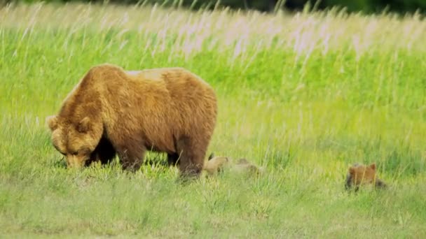 Oso hembra con cachorros jóvenes en Alaska — Vídeos de Stock