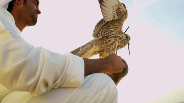 Arabische man met opgeleide falcon — Stockvideo