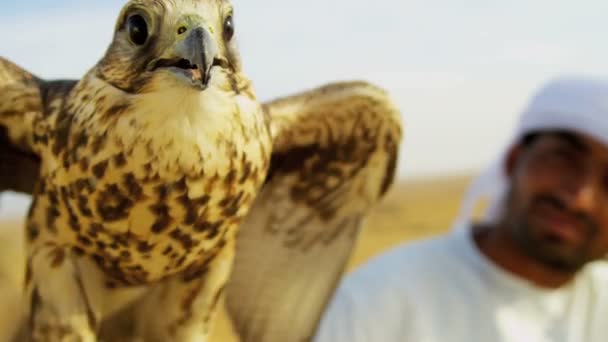 Arab man with trained falcon — Stock Video