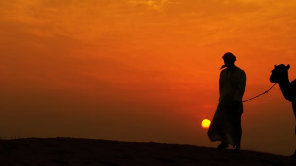 Man leading his camels through desert — Stock Video