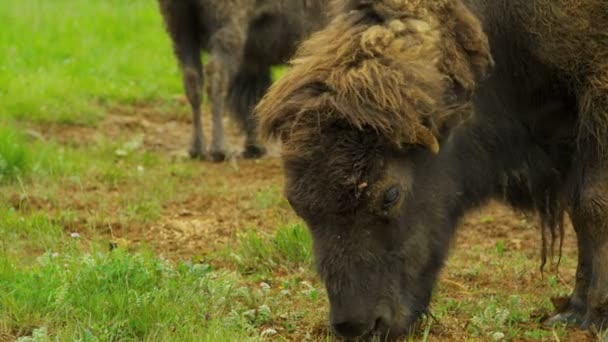 Стадо бізонів пасеться в луках — стокове відео