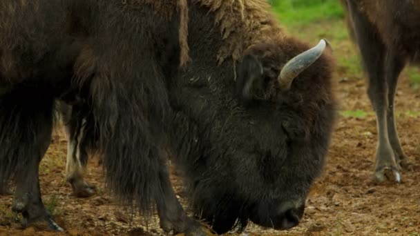 Stádo Bisons pastvy v pastvinách — Stock video
