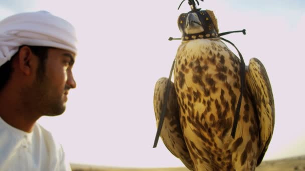 Homme arabe avec faucon entraîné — Video