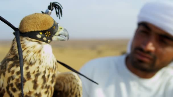 Arab man with trained falcon — Stock Video