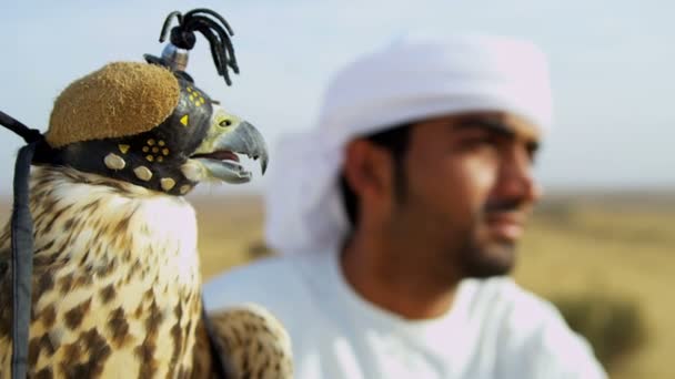 Arab man with trained falcon — Stock Video