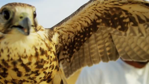 Arab man with trained falcon — Stock Video