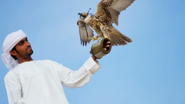 Arab man with trained falcon — Stock Video