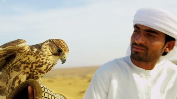 Arab man with trained falcon — Stock Video