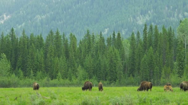 Herd of Bisons grazing in grasslands — Stock Video