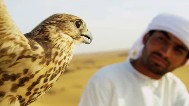 Arab man with trained falcon — Stock Video