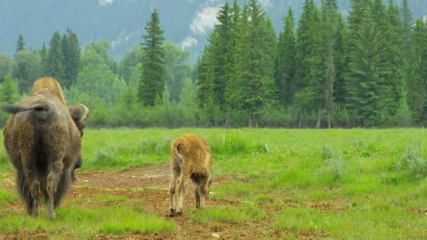 Wisentherde weidet im Grasland — Stockvideo