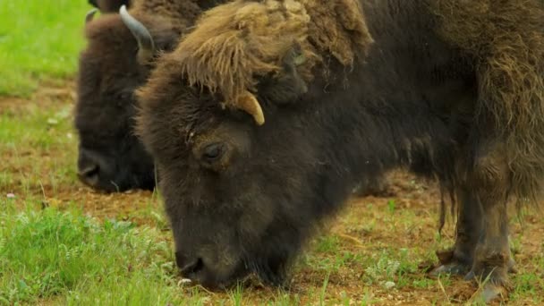 Stádo Bisons pastvy v pastvinách — Stock video