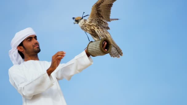 Arabische man met opgeleide falcon — Stockvideo