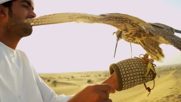 Arabische man met opgeleide falcon — Stockvideo