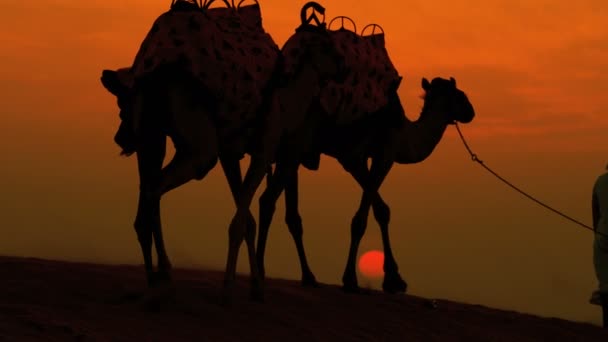 Человек ведет своих верблюдов через пустыню — стоковое видео