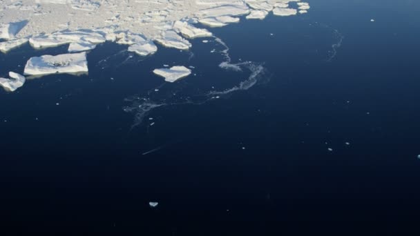 Gleccser jég floes lebeg a vízben — Stock videók