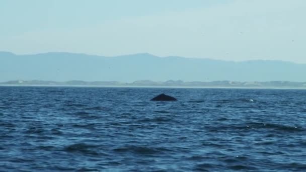 Humpback Whale swimming in ocean — Stock Video