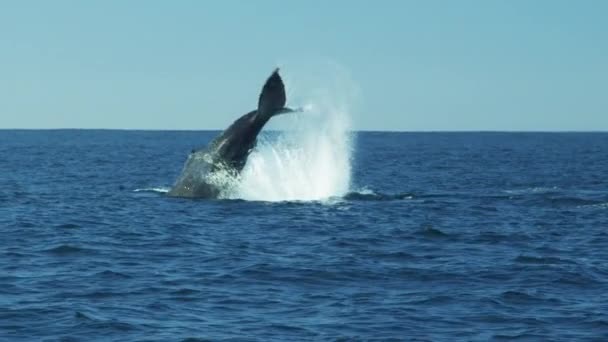 Bultrug zwemmen in de Oceaan — Stockvideo