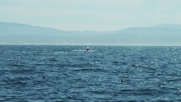 Baleia jubarte nadando no oceano — Vídeo de Stock