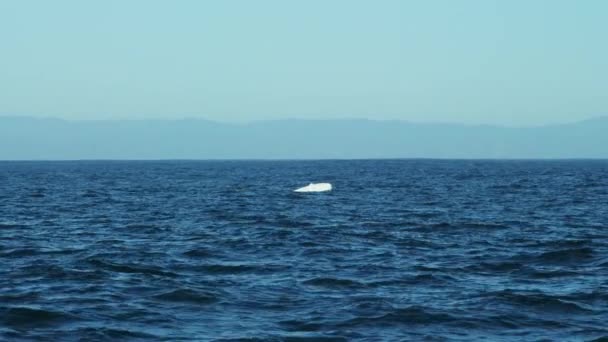 Ballena jorobada nadando en el océano — Vídeo de stock