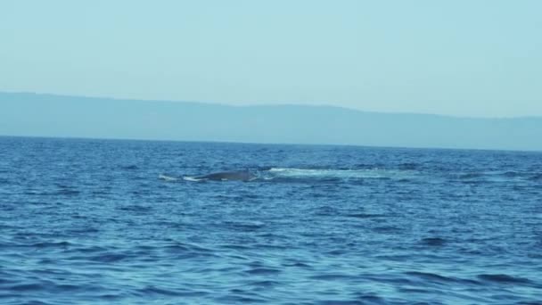 Bultrug zwemmen in de Oceaan — Stockvideo