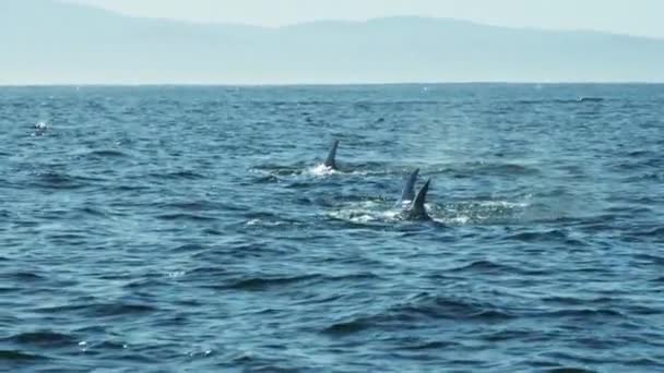 海で泳ぐザトウクジラ — ストック動画