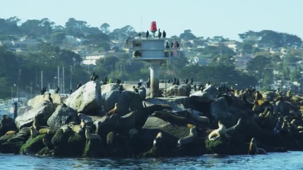 Zeeleeuwen op rotsen bij Monterey Harbour — Stockvideo