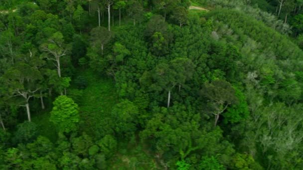 Plantaciones de árboles de caucho y bosques de manglares en Tailandia — Vídeos de Stock