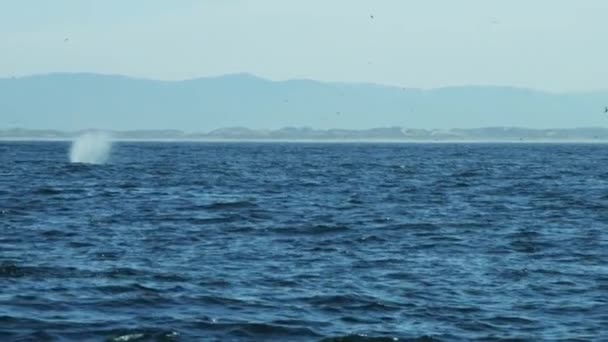 Kambur balina okyanusta yüzmeye — Stok video