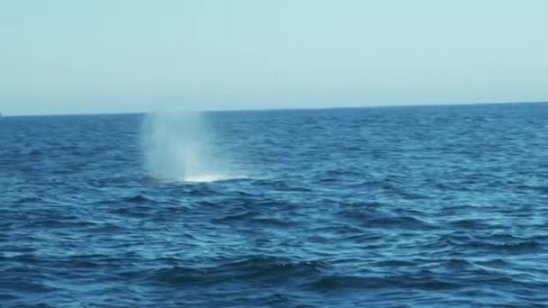 Καμπούρης φάλαινα κολύμπι στον ωκεανό — Αρχείο Βίντεο
