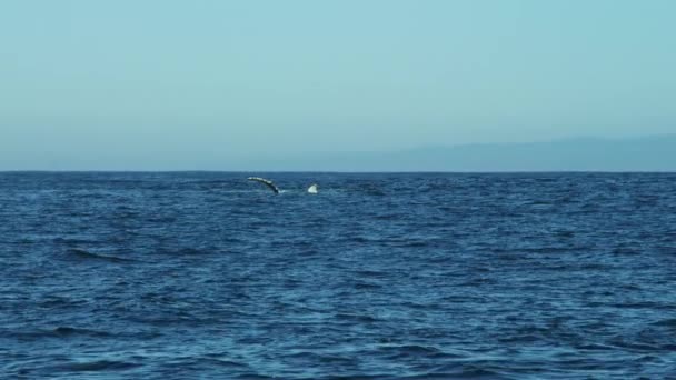 Humpback Whale swimming in ocean — Stock Video