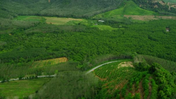 Plantações de árvores de borracha e florestas de manguezais na Tailândia — Vídeo de Stock