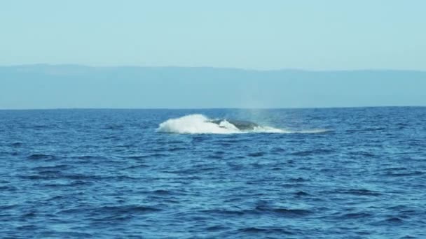 Горбатые киты плавают в океане — стоковое видео